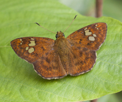 Pseudocoladenia dan fabia