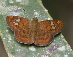 Pseudocoladenia dan fabia