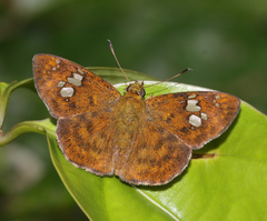 Pseudocoladenia dan fabia