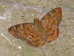 Pseudocoladenia dan fabia