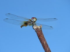 Aethriamanta circumsignata