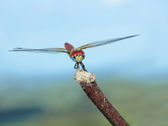 Aethriamanta circumsignata