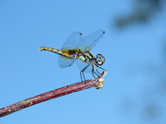 Aethriamanta circumsignata