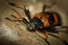 Strongylium testaceotibiale