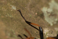 Strongylium testaceotibiale