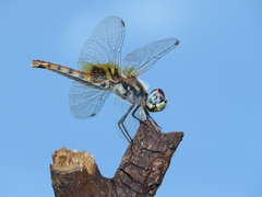 Aethriamanta circumsignata