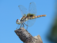 Aethriamanta circumsignata