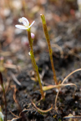 Stylidium despectum