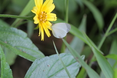 Abaeis albula celata