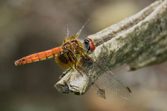 Aethriamanta circumsignata