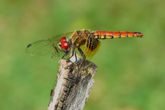 Aethriamanta circumsignata