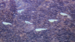 Iso rhothophilus