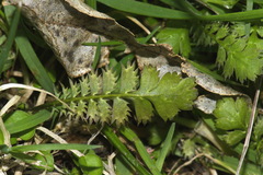 Leptinella squalida squalida