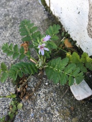 Erodium moschatum