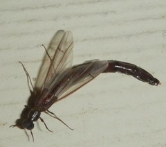 Atractocerus