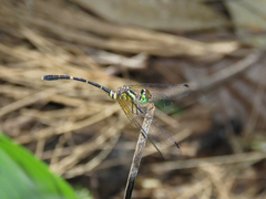 Nannophlebia eludens