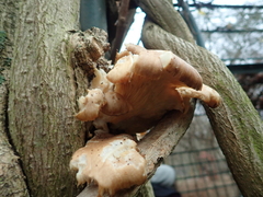 Pleurotus ostreatus