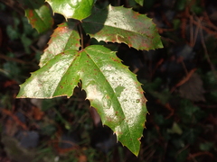 Berberis aquifolium