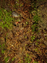 Tortula muralis