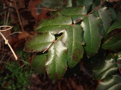 Berberis aquifolium