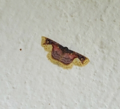 Syngatha latiflavaria