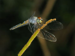 Brachydiplax denticauda