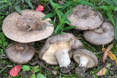 Lactarius cistophilus