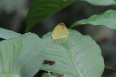Pyrisitia dina westwoodi