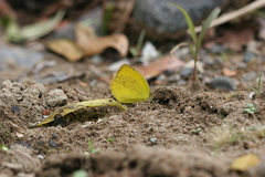 Pyrisitia dina westwoodi