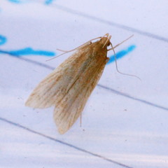 Helcystogramma rufescens