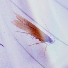 Helcystogramma rufescens