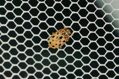 Anisosticta kobensis