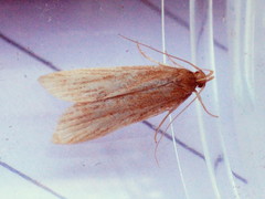 Helcystogramma rufescens