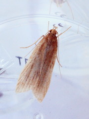 Helcystogramma rufescens