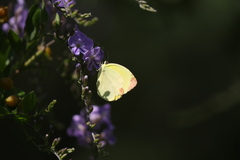Pyrisitia dina westwoodi