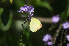 Pyrisitia dina westwoodi