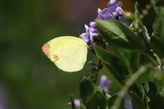 Pyrisitia dina westwoodi