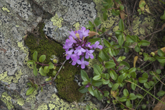 Thymus nummularius