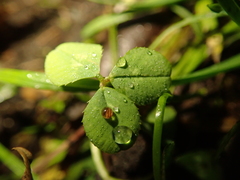 Trifolium dubium