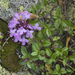 Thymus nummularius - Photo 由 Svetlana Nesterova 所上傳的 (c) Svetlana Nesterova，保留部份權利CC BY-NC