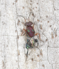 Agamerion cleptideum