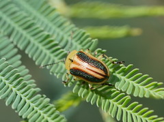 Calomela parilis