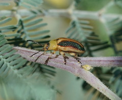 Calomela parilis