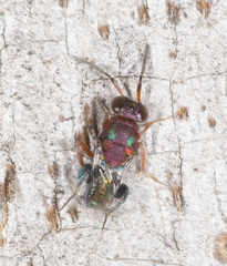 Agamerion cleptideum
