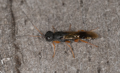 Megalyra rufipes