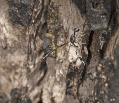 Gasteruption curticauda