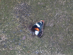 Hypolimnas bolina