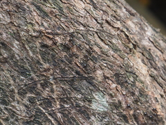 Dolichoderus