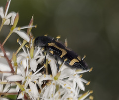 Castiarina flavopicta
