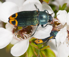 Castiarina ocelligera